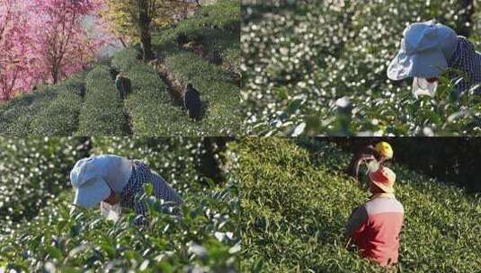 高山茶园茶农劳作场景高清在线视频素材下载