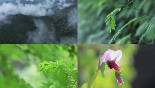 4K春分谷雨雨水白露惊蛰二十四节气高清在线视频素材下载