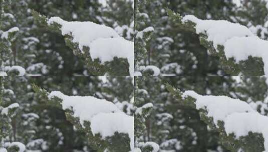 冬天下雪唯美雪景松树枝头被雪覆盖高清在线视频素材下载