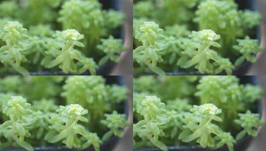 绿色 盆栽 多花瓣植物 生命力 生机高清在线视频素材下载