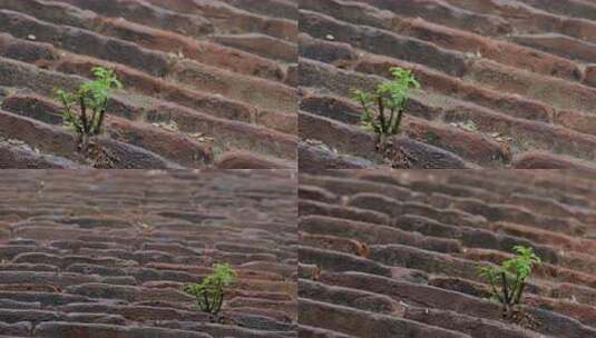 雨中砖砌斜坡上的小草【套组】高清在线视频素材下载