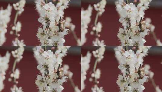 白梅花上蜜蜂采蜜特写高清在线视频素材下载