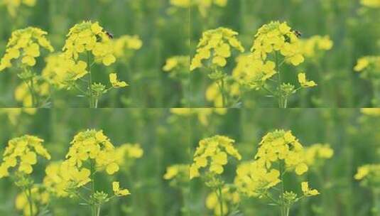 春天油菜花蜜蜂采蜜高清在线视频素材下载