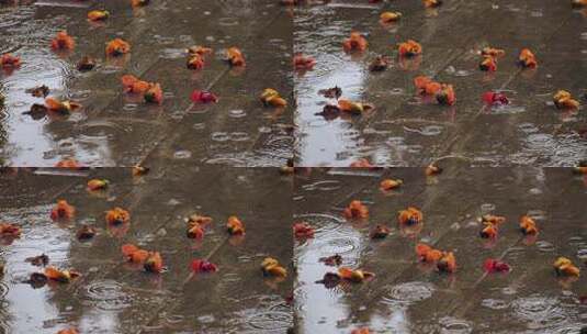 雨中地面掉落的木棉花高清在线视频素材下载