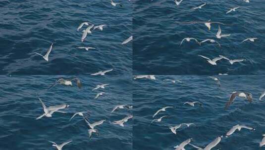 海面上海鸥群展翅飞翔高清在线视频素材下载