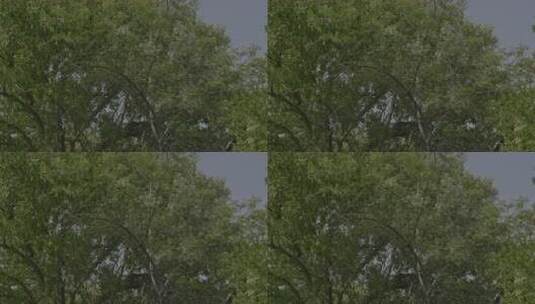 繁茂绿树树冠景象高清在线视频素材下载
