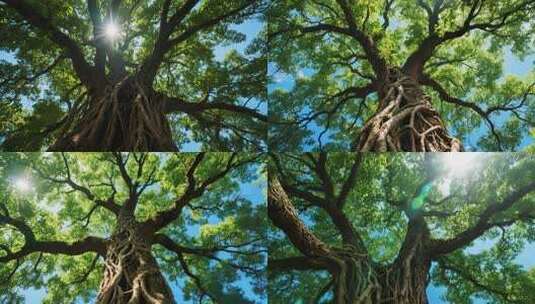 仰视参天大树与阳光高清在线视频素材下载