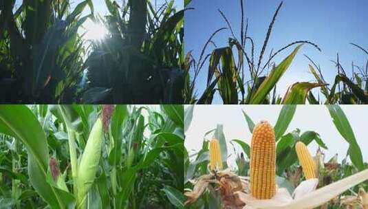 阳光玉米 玉米棒 金色玉米 乡村振兴高清在线视频素材下载
