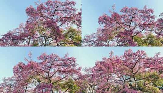 中国广东省广州市荔湾区坦尾美丽异木棉高清在线视频素材下载