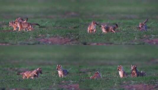 草原上的小狐狸草原上行走奔跑玩耍的狐狸高清在线视频素材下载