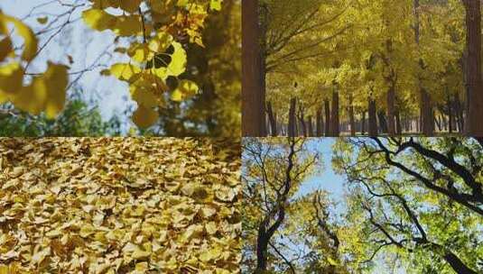 秋天阳光森林树林黄叶风吹落叶流水唯美风景高清在线视频素材下载