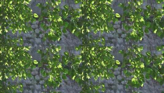 阳光下垂挂的绿色树叶高清在线视频素材下载