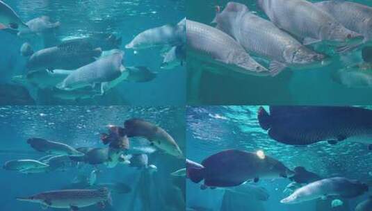 巨骨舌鱼水族馆中群游的海鱼高清在线视频素材下载