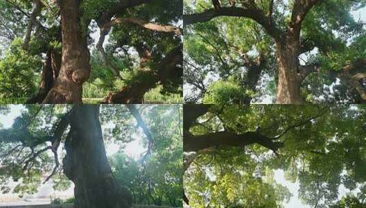 盘根错节古树茂密树冠日光透过树叶高清在线视频素材下载