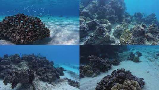 大海潜水海底珊瑚礁鱼群唯美大自然海底美景高清在线视频素材下载