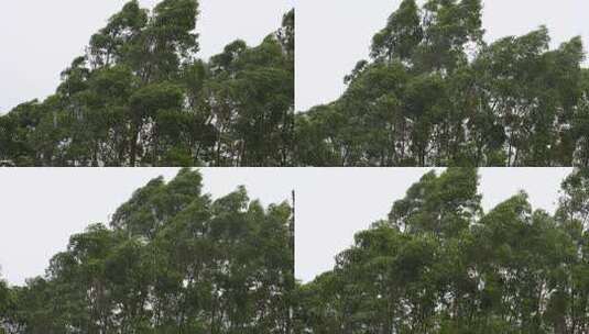 树林中茂密树木的景象高清在线视频素材下载