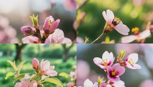 桃花盛开花开春天立春延时高清在线视频素材下载