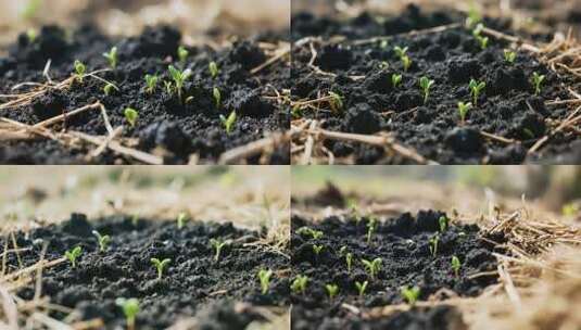 土壤中幼苗生长特写高清在线视频素材下载