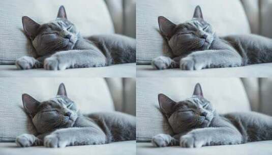 慵懒灰猫沙发小憩享受惬意时光高清在线视频素材下载