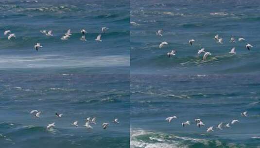 海面上飞翔的海鸥高清在线视频素材下载