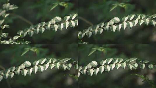 阳光照到森林里植物的一个枝条上平移高清在线视频素材下载