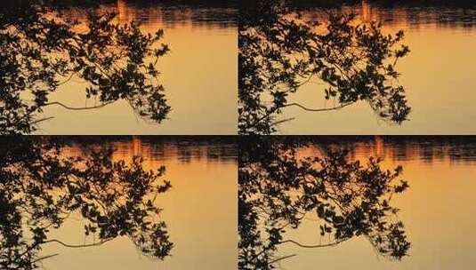 湖面夕阳下的树枝剪影高清在线视频素材下载