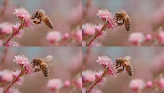 蜜蜂于粉色花朵间采蜜画面高清在线视频素材下载