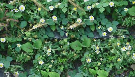 野生环境下盛开的雏菊高清在线视频素材下载
