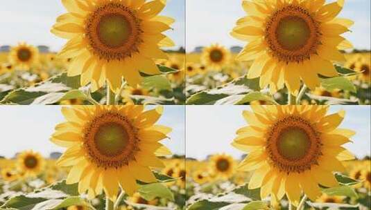 寒露重阳节向日葵花海治愈风光视频高清在线视频素材下载