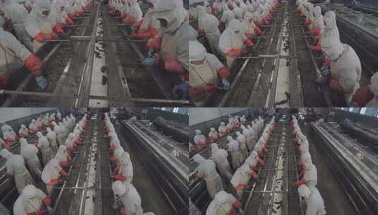 海参加工生产线工人在流水线上处理海鲜高清在线视频素材下载