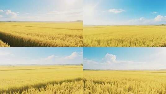 金黄稻田全景高清在线视频素材下载
