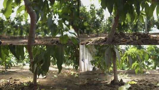 蟠桃种植 51高清在线视频素材下载