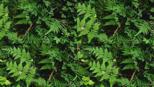 原始森林里的自然生长的蕨类植物高清在线视频素材下载
