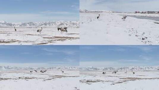 雪地上的黑颈鹤与雪山景观高清在线视频素材下载