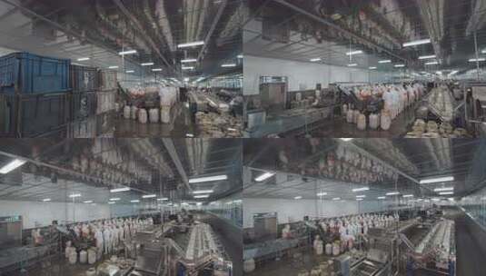 海参加工生产线工人在流水线上处理海鲜高清在线视频素材下载