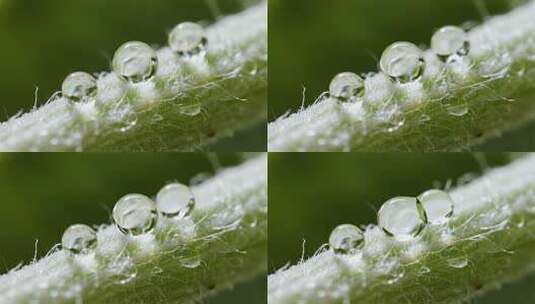 白露露珠微距唯美清新自然视频高清在线视频素材下载