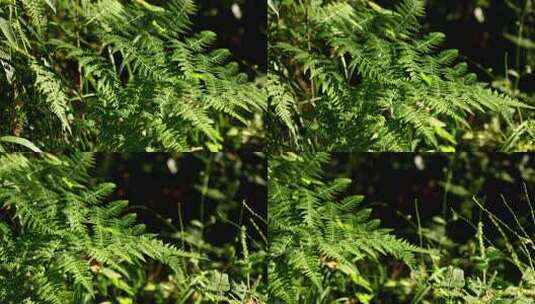 原始森林里的自然生长的蕨类植物高清在线视频素材下载