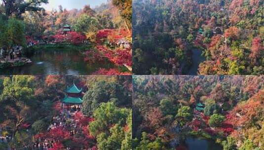 长沙爱晚亭秋景航拍高清在线视频素材下载