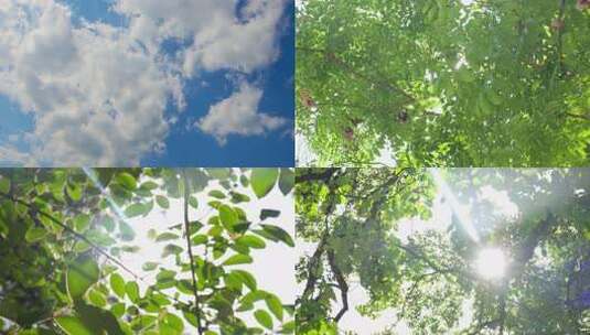 阳光森林树叶夏日自然大自然树林夏天夏季高清在线视频素材下载