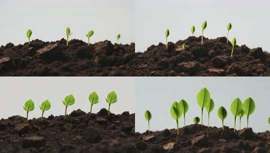 土壤中嫩绿幼苗生长画面高清在线视频素材下载