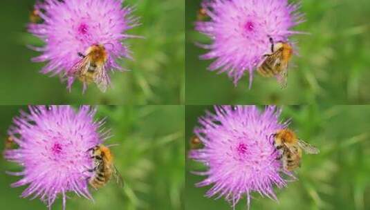 蜜蜂采蜜特写高清在线视频素材下载