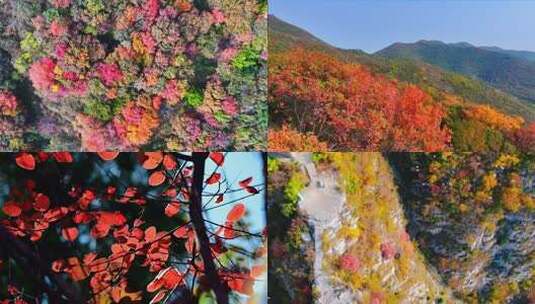 秋天的美高清在线视频素材下载