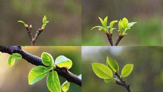 嫩芽初绽的春天高清在线视频素材下载