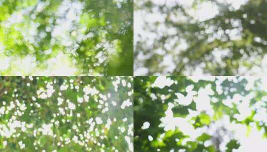 合集阳光透过树叶的唯美光斑高清在线视频素材下载