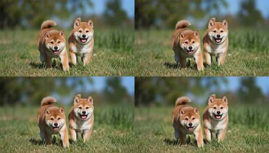 草地上奔跑的两只小柴犬/小狗/动物/萌宠高清在线视频素材下载