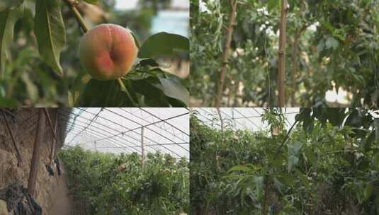 蟠桃种植 套袋007高清在线视频素材下载