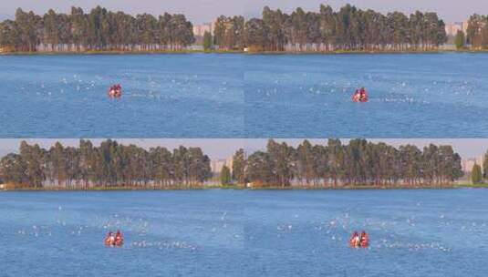 航拍滇池游船与海鸥高清在线视频素材下载