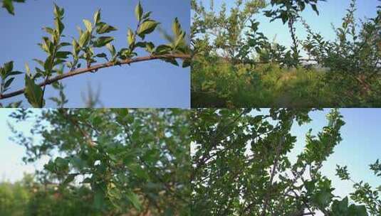 野生连翘007高清在线视频素材下载