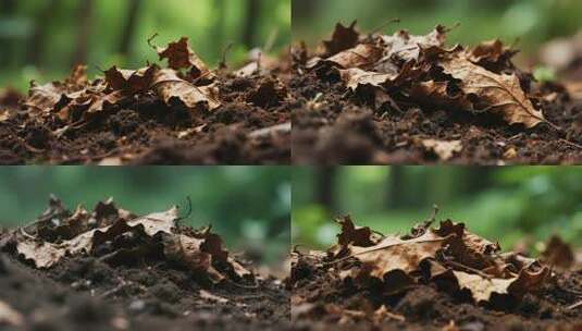 土壤上的枯叶特写高清在线视频素材下载