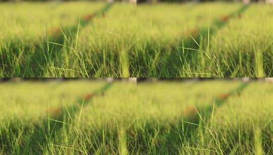 清晨阳光下的青草高清在线视频素材下载